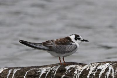 Guifette leucoptère