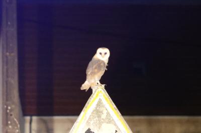 Tyto alba