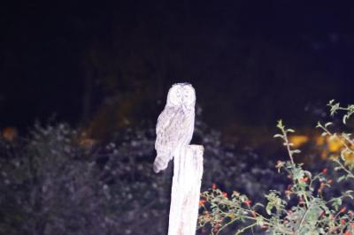 Hibou moyen-duc