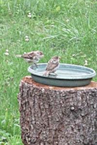 Moineau domestique