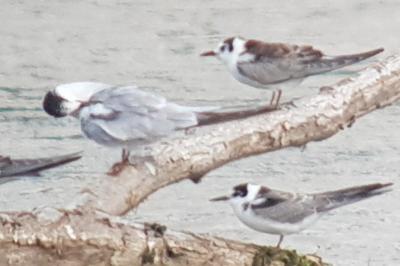 Guifette leucoptère