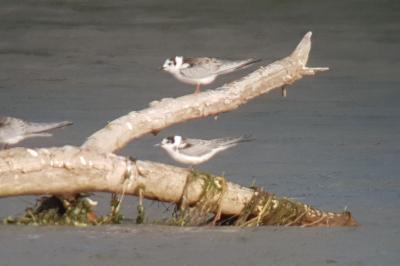 Guifette leucoptère