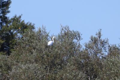 Grande Aigrette