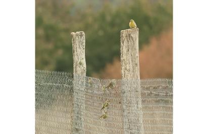 Serin cini