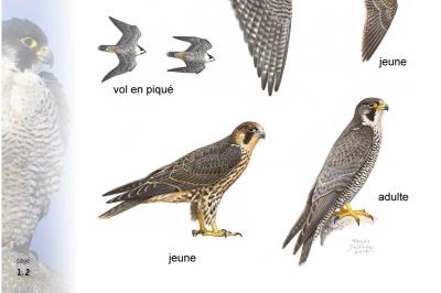 Faucon pèlerin