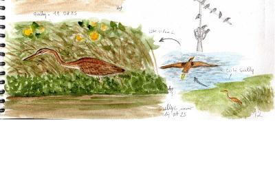 Ardea purpurea
