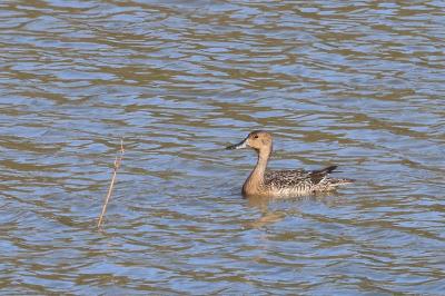 Canard pilet