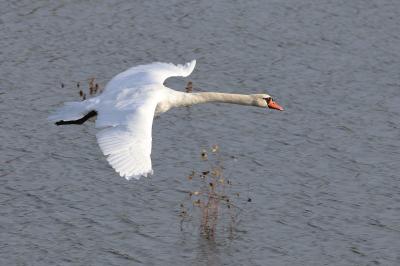 Cygne tuberculé