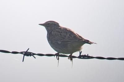 Lullula arborea