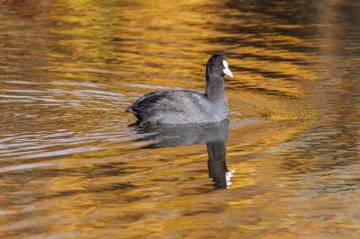 Fulica atra