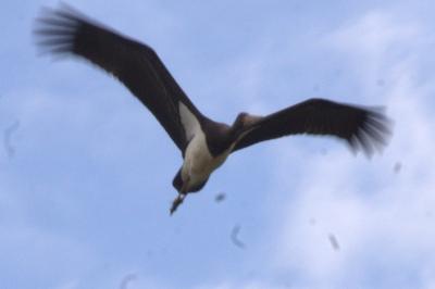 Cigogne noire