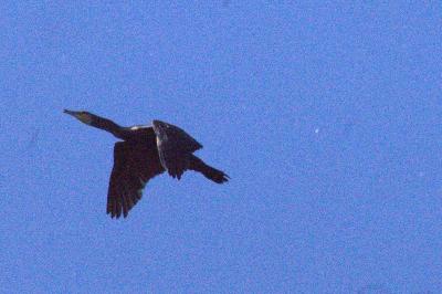 Grand Cormoran