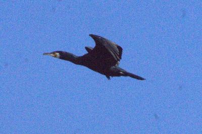 Grand Cormoran