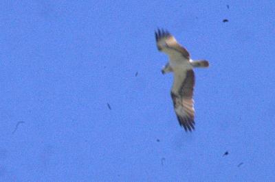 Balbuzard pêcheur