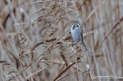 Bruant des roseaux