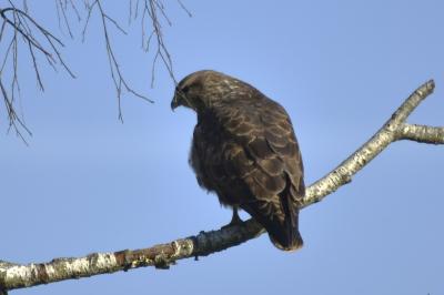 Buse variable
