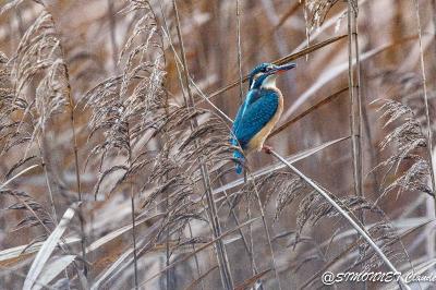 Alcedo atthis