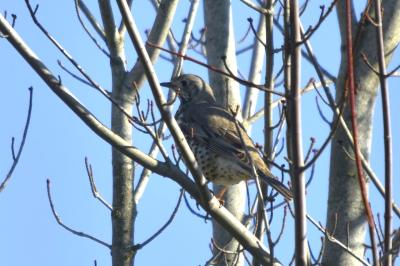 Turdus viscivorus