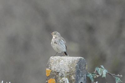 Anthus spinoletta