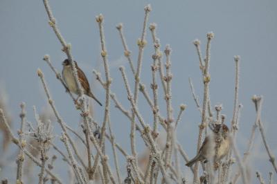 Passer domesticus