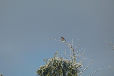 Pinson des arbres