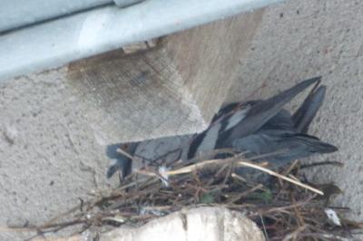 Pigeon biset
