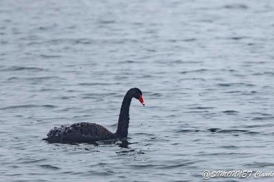 Cygne noir