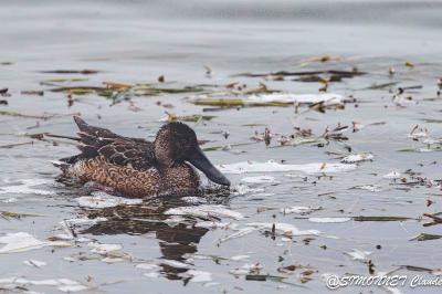 Canard souchet