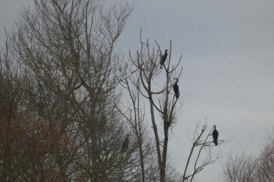 Grand Cormoran