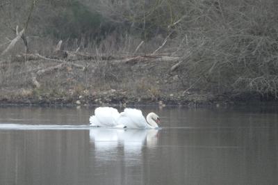 Cygne tuberculé
