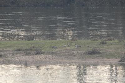 Canard siffleur