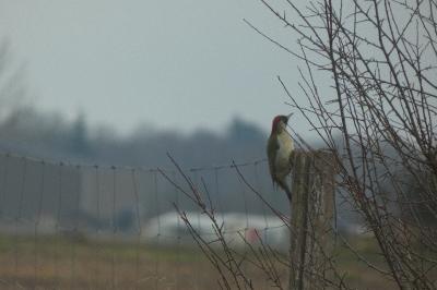 Picus viridis