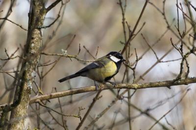 Mésange charbonnière