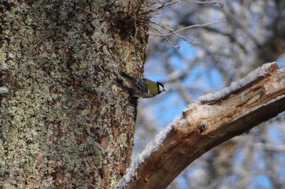 Mésange charbonnière