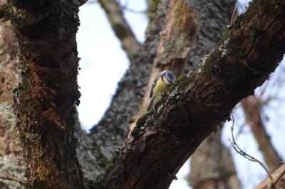 Mésange bleue