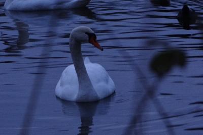 Cygne tuberculé