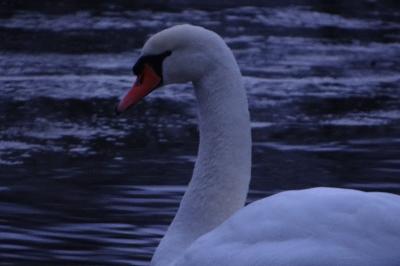 Cygne tuberculé