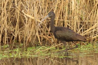 Ibis falcinelle