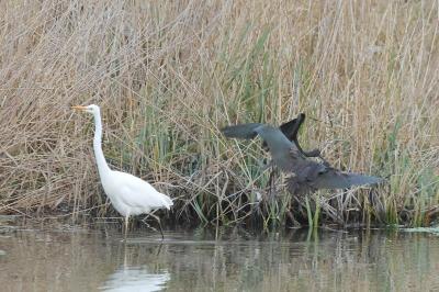 Ibis falcinelle