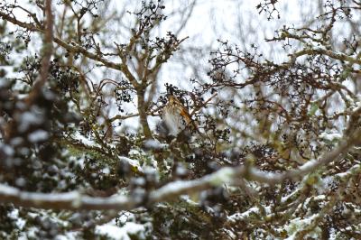 Turdus iliacus