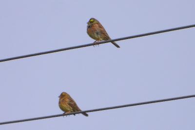Emberiza cirlus