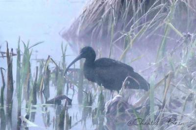 Ibis falcinelle