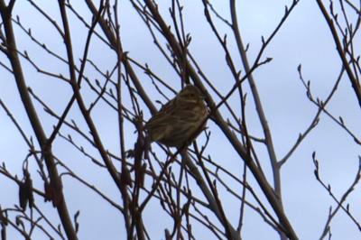 Emberiza schoeniclus
