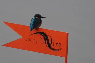 Martin-pêcheur d'Europe