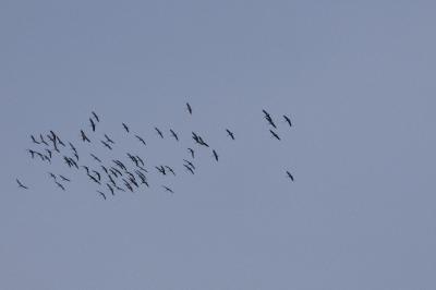 Grue cendrée