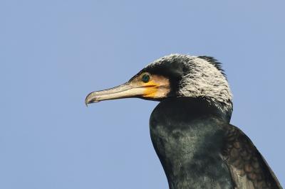 Grand Cormoran