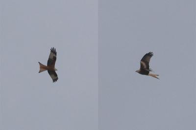 Milvus milvus