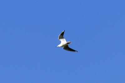Mouette rieuse