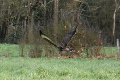 Buse variable