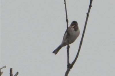 Bruant des roseaux